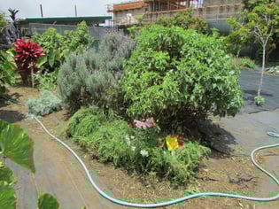Malaai_garden_after.jpg