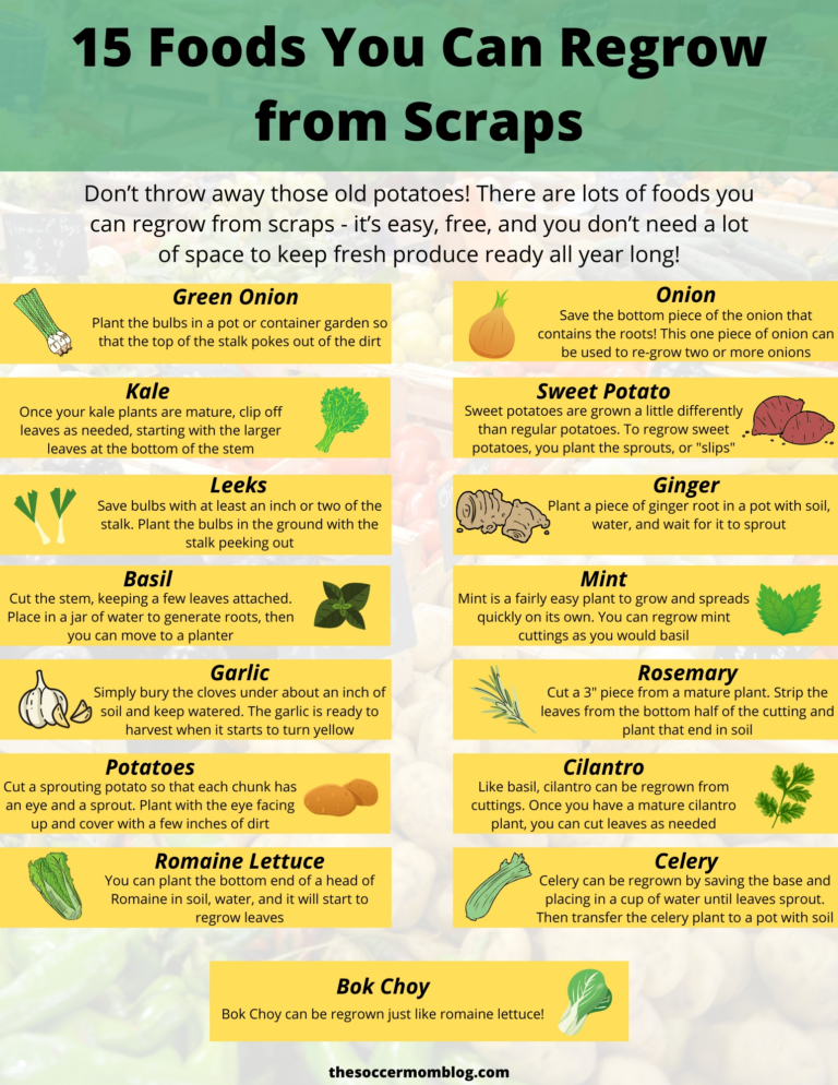 15 Foods You Can Regrow From Scraps