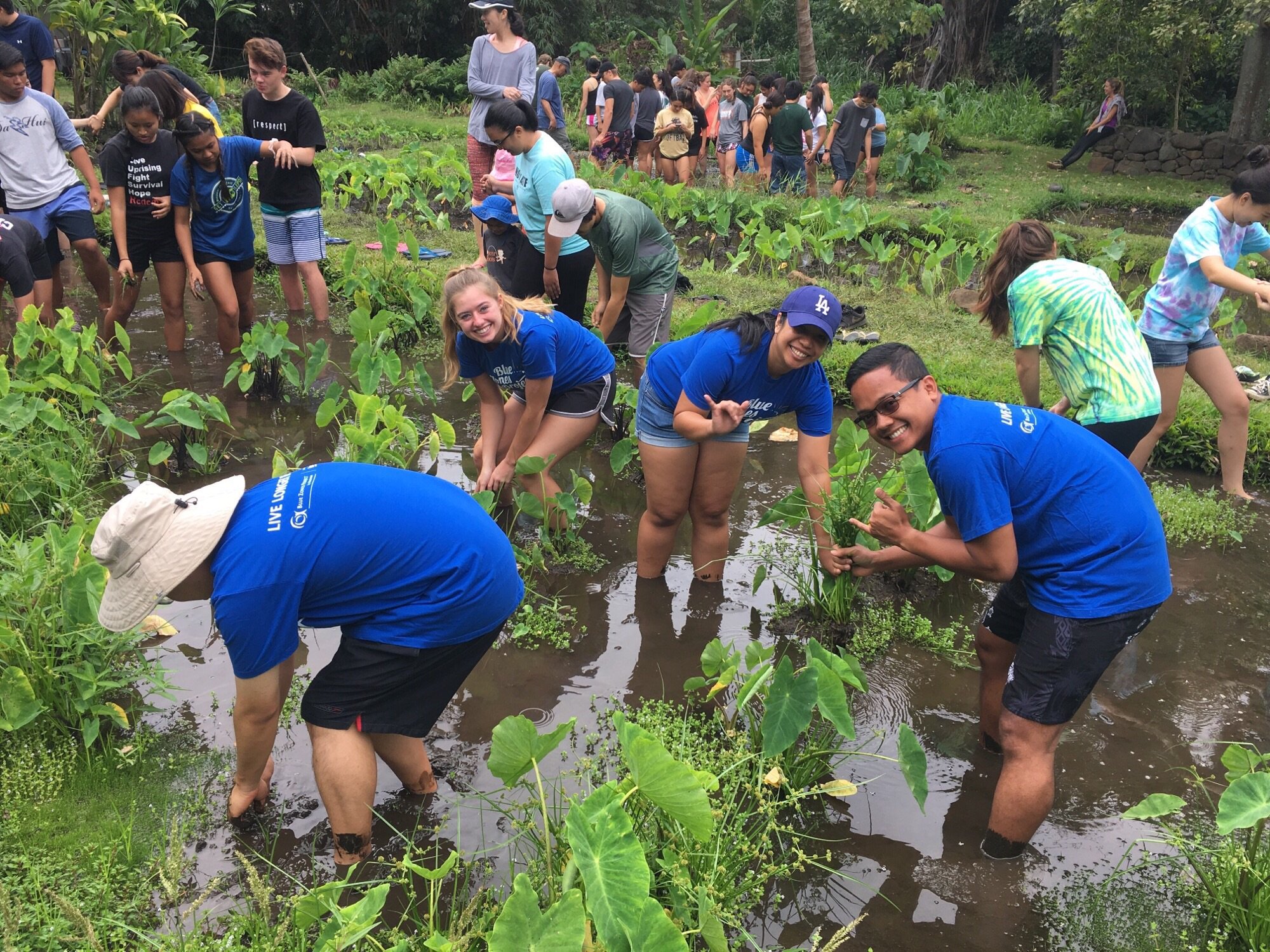 Volunteering at the Lo‘i