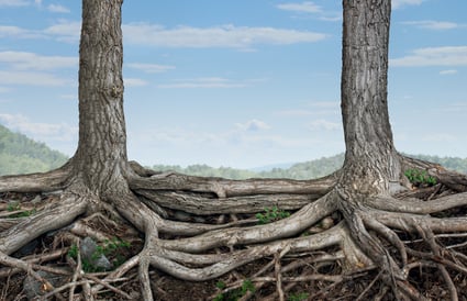 An Image of Resilience. Tree Roots Connected to Support On Another