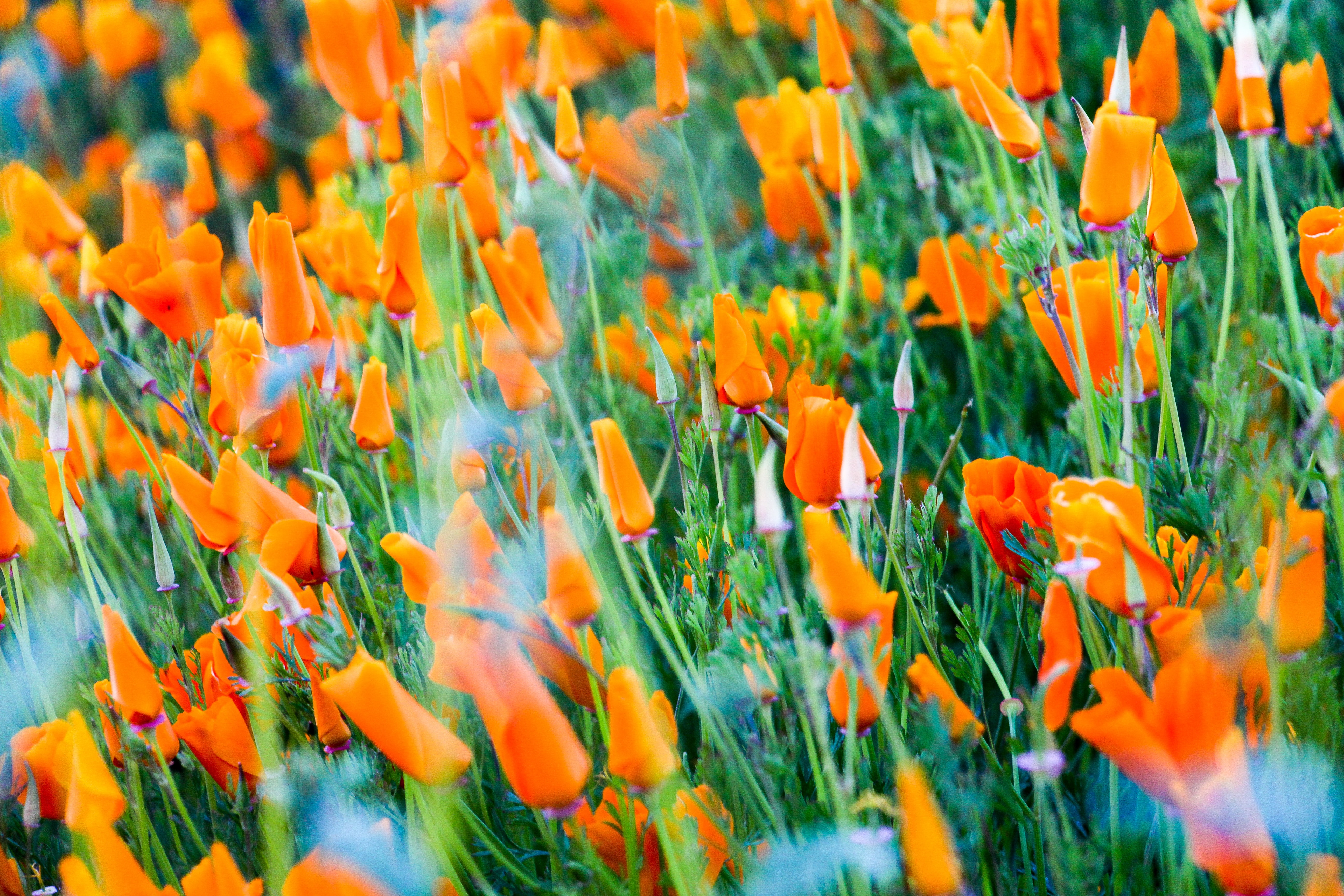 California Poppies-1