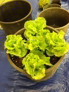 Garden_demo1.jpg