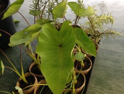 plants.jpg