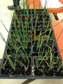 garden_demo2.jpg
