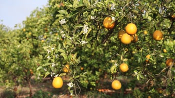 FL Citrus_SWFL Fresh