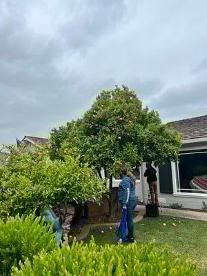 Gonzales_Gleaning3