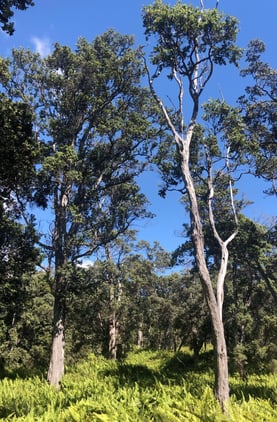 Hawaiʻi Volcanoes National Park Kahuku Unit