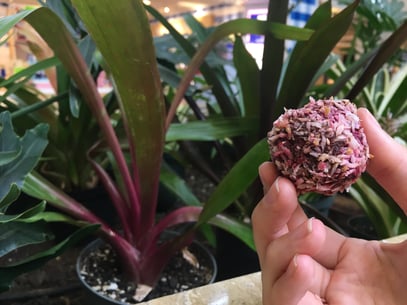 Cacao Bliss Bites