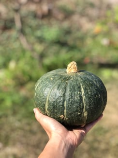 Kabocha Curry Ingredients 