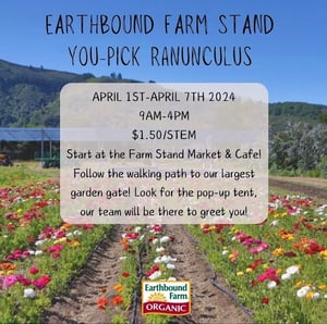 Earthbound Farms You-Pick Ranunculas April 1-7