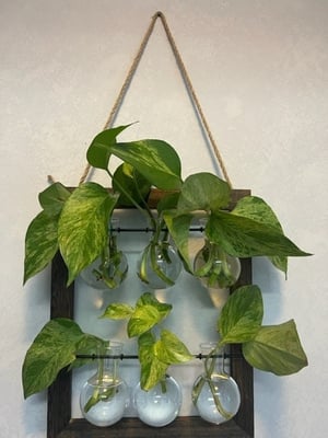 Indoor Garden - King City