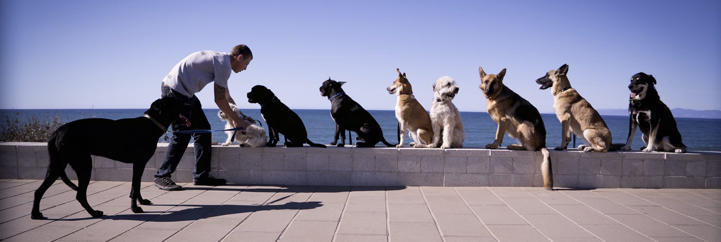 man with dogs