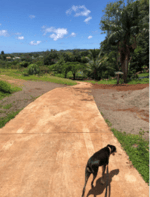 Taking a furry friend for a walk on a beautiful day