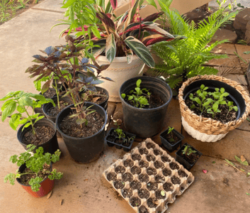 Gardening
