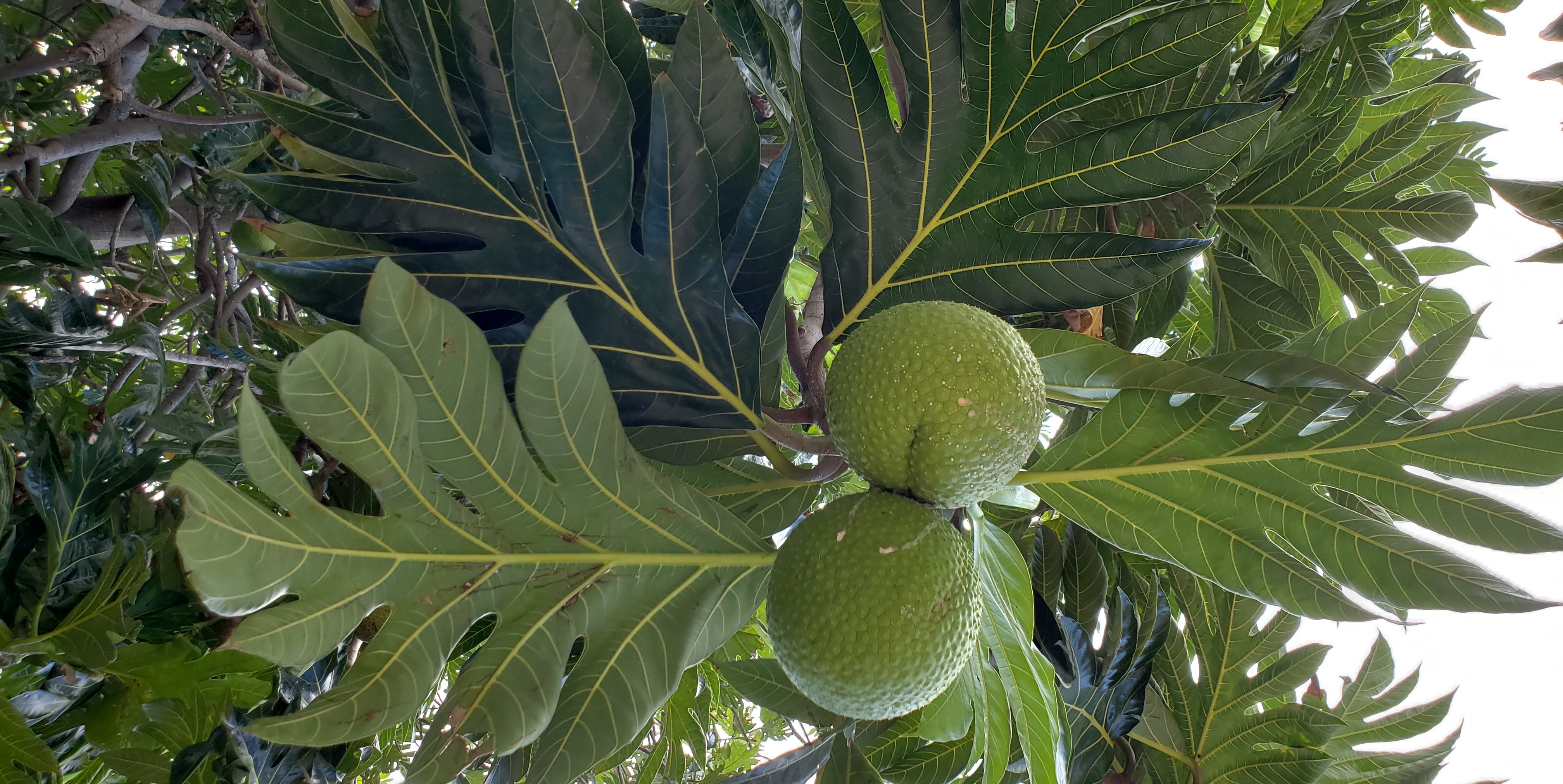 Ulu