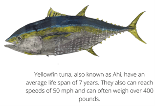fish