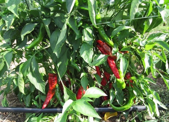 Home Garden