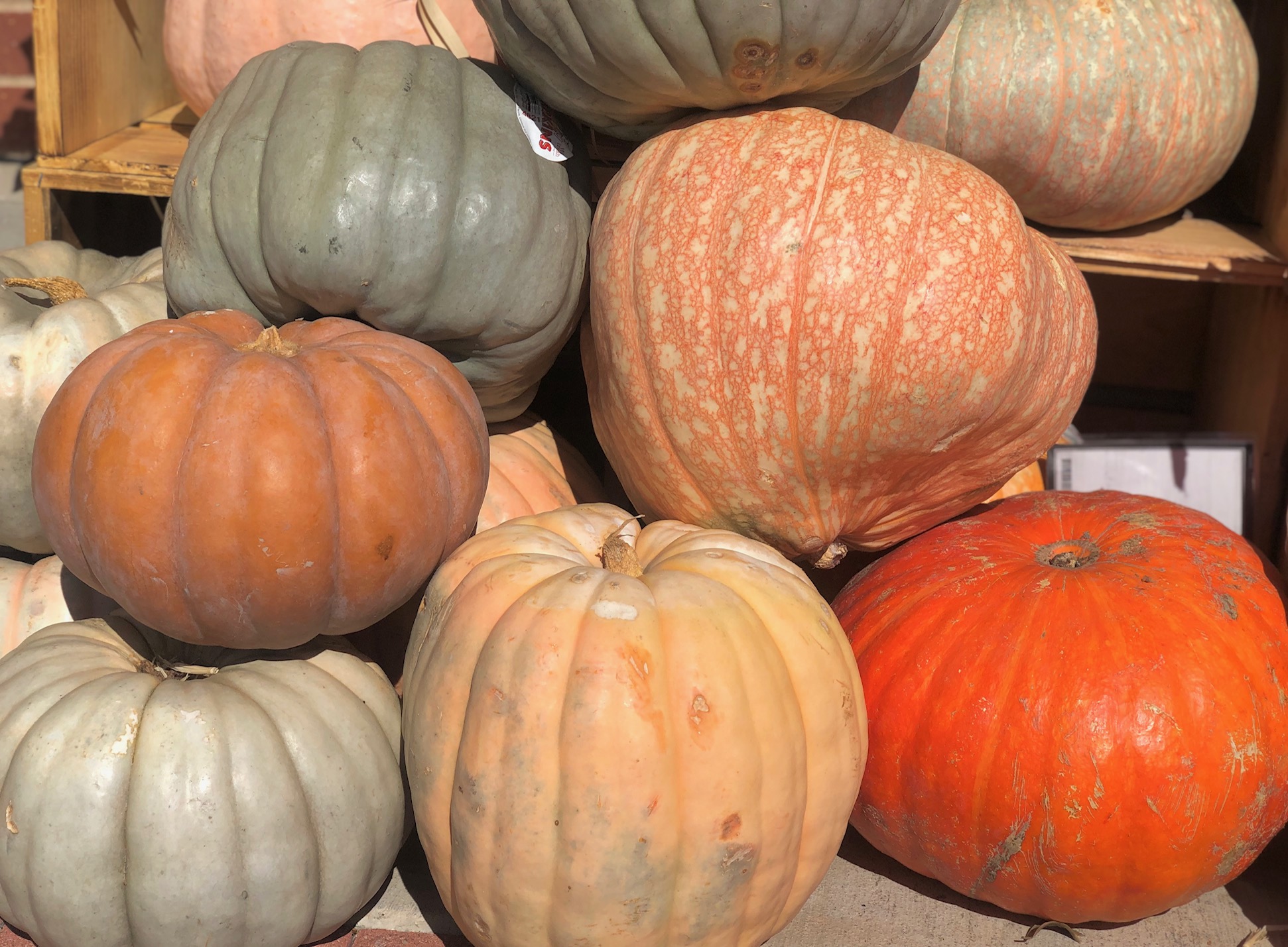 It's Pumpkin Season!